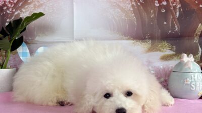 更新情報
