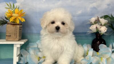 更新情報