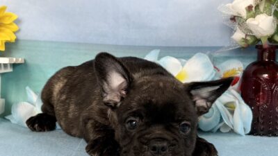 更新情報