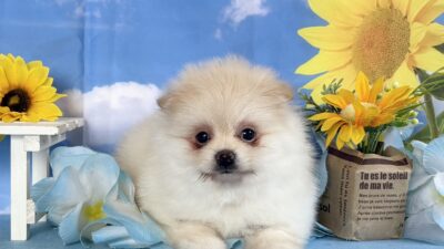 更新情報