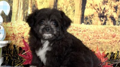 マルプ－01（女の子）