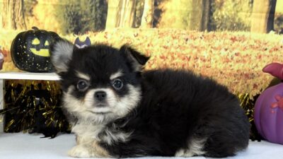 チワワ01（女の子）