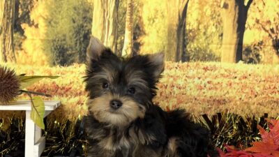 ヨ－クシャテリア01（女の子）