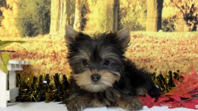 更新情報(年内最後のヨ-キ-)