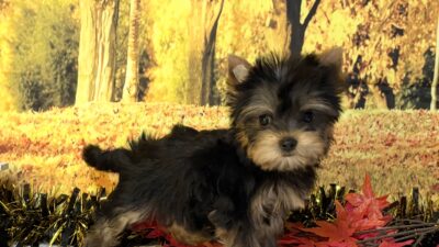 ヨ－クシャテリア02（女の子）