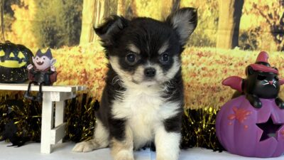 チワワ02（女の子）