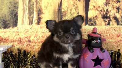 チワワ03（女の子）