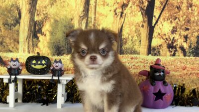 チワワ04（男の子）