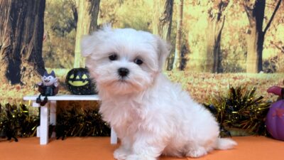 更新情報 (年内最後のマルチーズ)