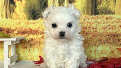 マルチ－ズ01（男の子）