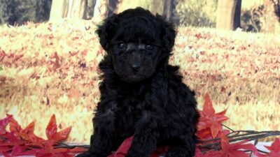 トイプ－ドル01（女の子）