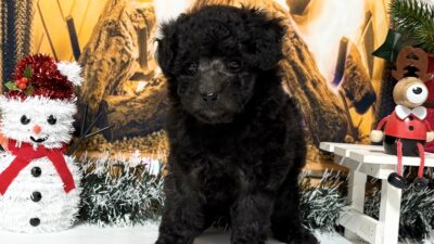 トイプ－ドル01（女の子）