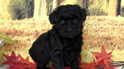 トイプ－ドル02（女の子）