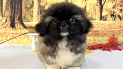 ペキニ－ズ02（女の子）