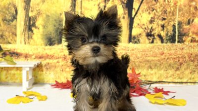 ヨ－クシャテリア02（女の子）