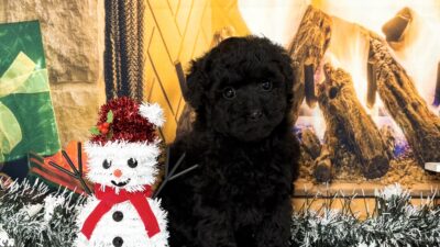 トイプ－ドル02（女の子）