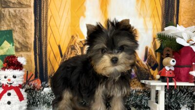 ヨ－クシャテリア02（女の子）