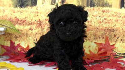 トイプ－ドル03（男の子）