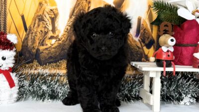 トイプ－ドル03（男の子）