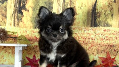 チワワ03（女の子）