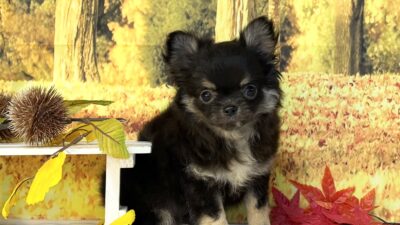 チワワ03（女の子）