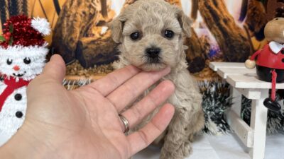 トイプ－ドル04（女の子）