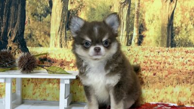 チワワ04（男の子）