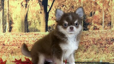 チワワ04（男の子）