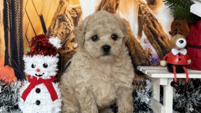 トイプ－ドル04（女の子）