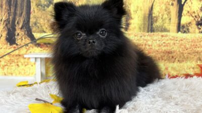 ポメラニアン05（女の子）