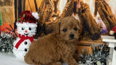 トイプ－ドル05（女の子）