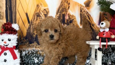 トイプ－ドル05（女の子）