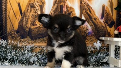 チワワ05（女の子）