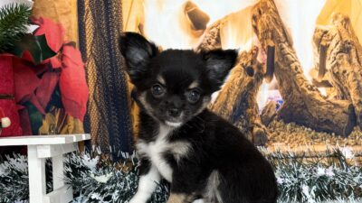 チワワ05（女の子）