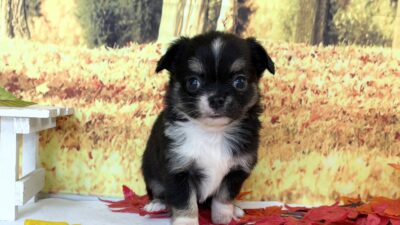 チワワ06（女の子）