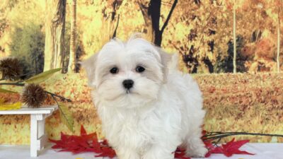 マルチ－ズ06（女の子）