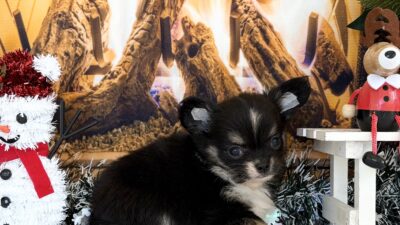 チワワ06（女の子）