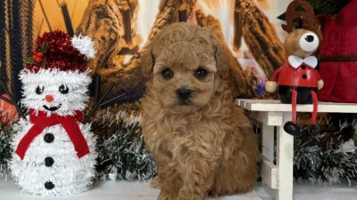 トイプ－ドル06（女の子）