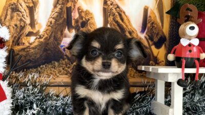 チワワ07（男の子）