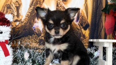 チワワ07（男の子）