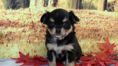 チワワ07（男の子）