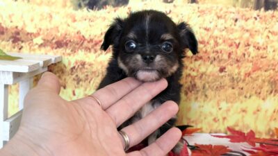 チワワ08（男の子）