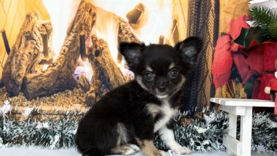 チワワ05（女の子）