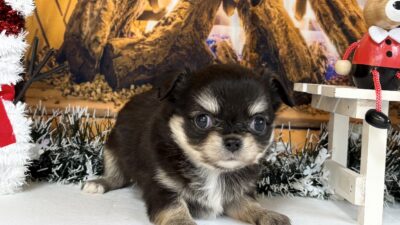 チワワ01（女の子）