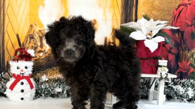 トイプ－ドル01（女の子）