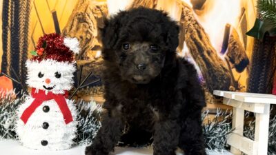 トイプ－ドル01（女の子）