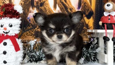 チワワ01（女の子）