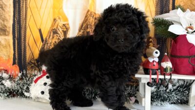 トイプ－ドル02（女の子）