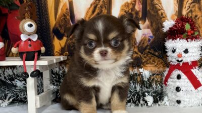 チワワ02（男の子）