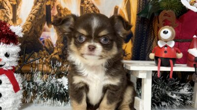 チワワ02（男の子）